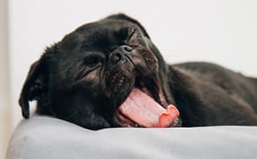 proefliggen endowment effect